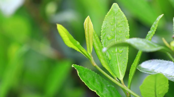 清明谷雨节茶农采茶云雾采茶上茶山