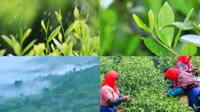 清明谷雨节茶农采茶云雾采茶上茶山