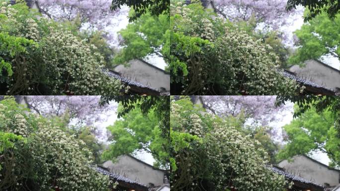 绵绵春雨木香花谷雨苏州平江路春天古建筑