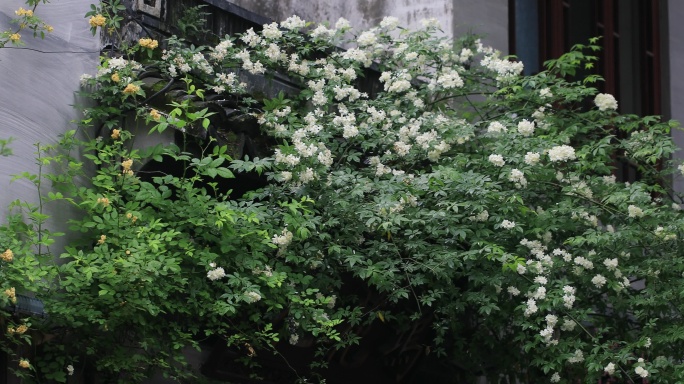 绵绵春雨木香花谷雨苏州平江路春天古建筑