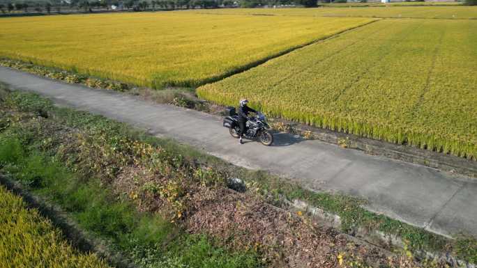 稻田 收割 秋收 摩托车