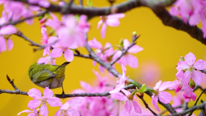 樱花树上的绣眼鸟4K