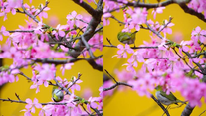 樱花树上的绣眼鸟4K