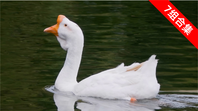 水中游弋的大白鹅：升格特写下的优雅身姿