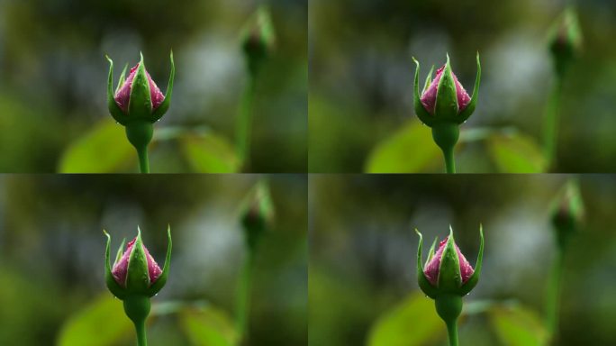 春天雨天玫瑰花花蕾特写，花蕾的雨滴水滴