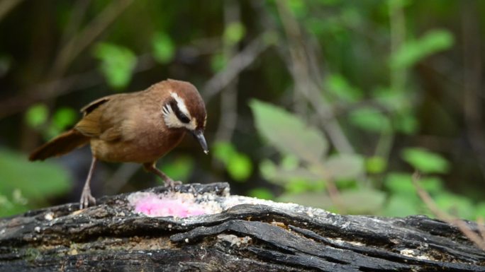 森林中觅食的中国特产鸟类画眉鸟