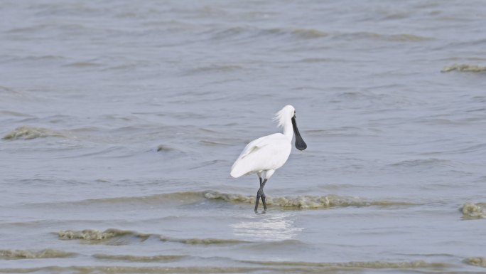 黑脸琵鹭自然深圳生态深圳湾公园3276