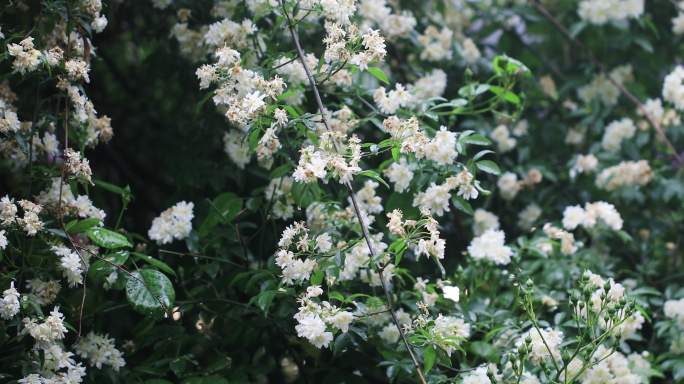 绵绵春雨木香花谷雨苏州平江路春天古建筑