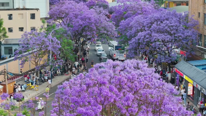 昆明蓝花楹航拍