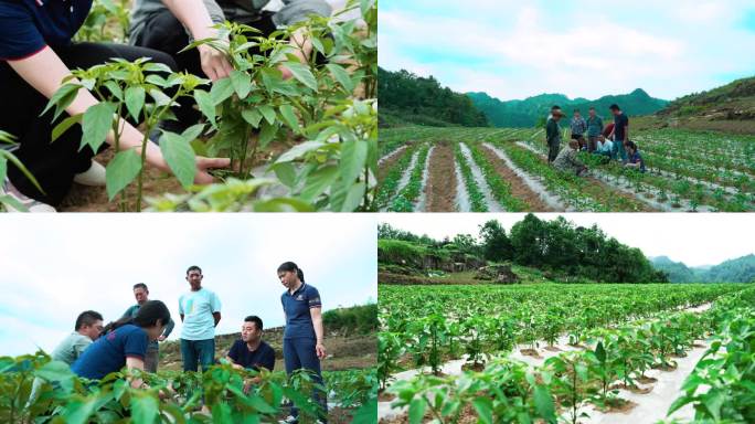 4K蔬菜辣椒种植育苗专家技术指导交流素材