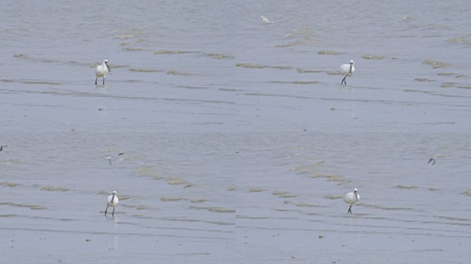 黑脸琵鹭自然深圳生态深圳湾公园3284