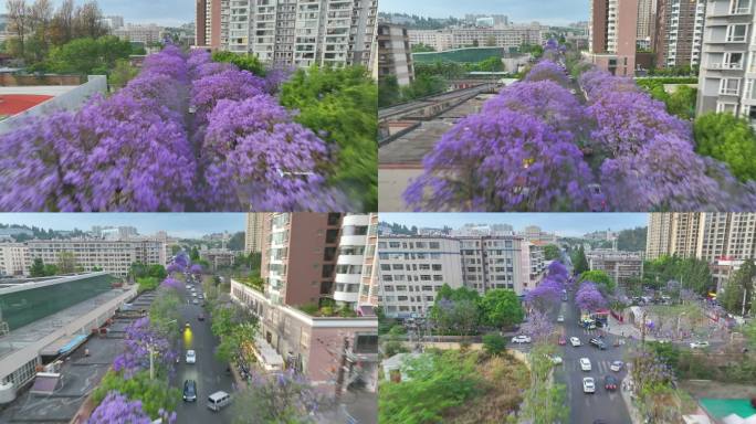 昆明蓝花楹航拍