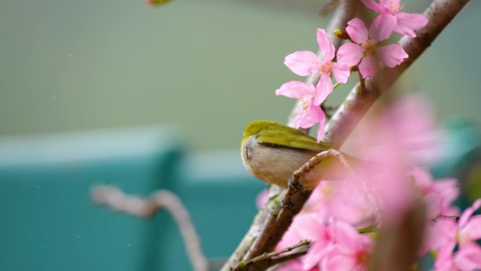 樱花树上的绣眼鸟4K