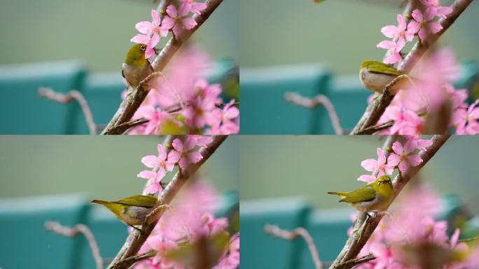 樱花树上的绣眼鸟4K