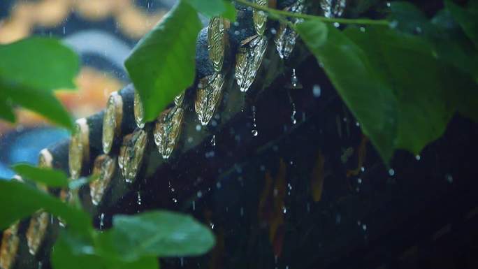 谷雨清明的雨滴