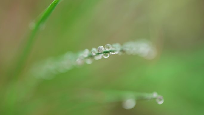 下雨露珠小草