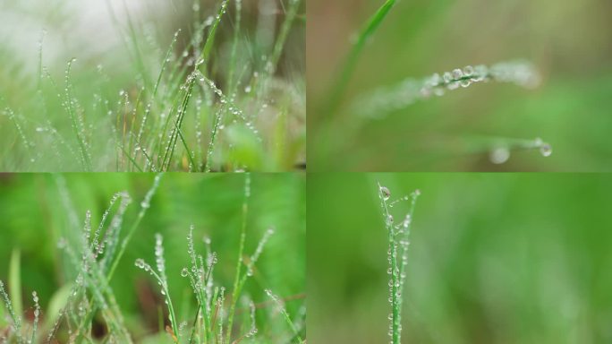 下雨露珠小草