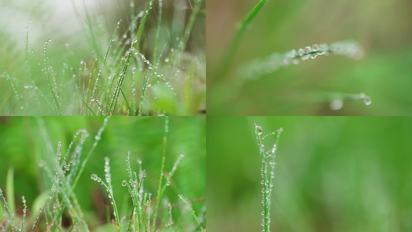 下雨露珠小草