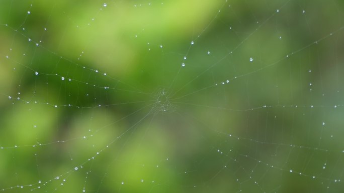 露水  雨后风景  小清新治愈蜘蛛网