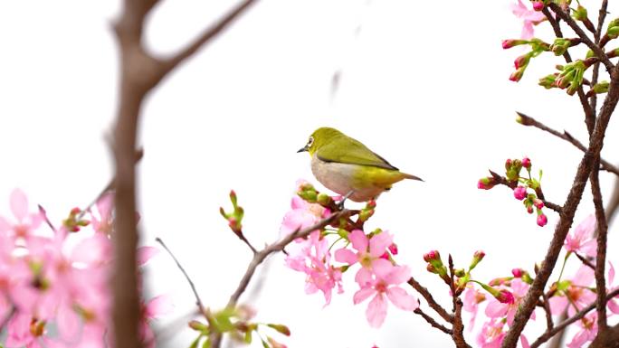 樱花树上的绣眼鸟4K