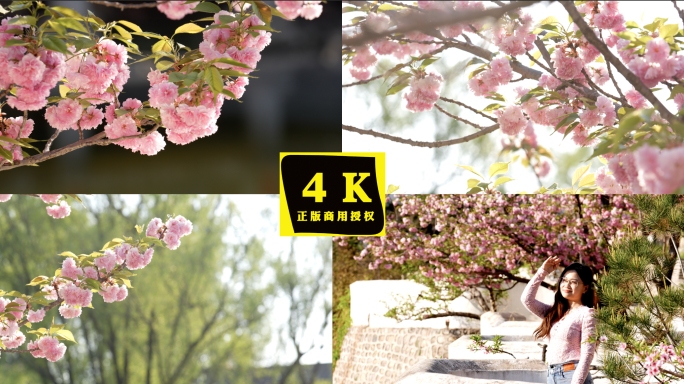 樱花花海  樱花节4K 唯美樱花