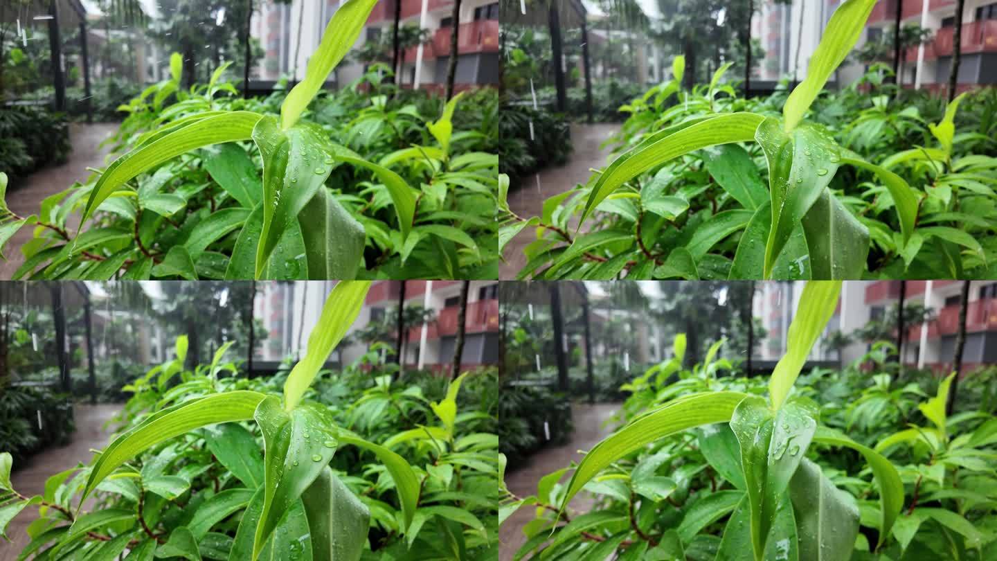 雨中绿叶：雨滴滴落的特写
