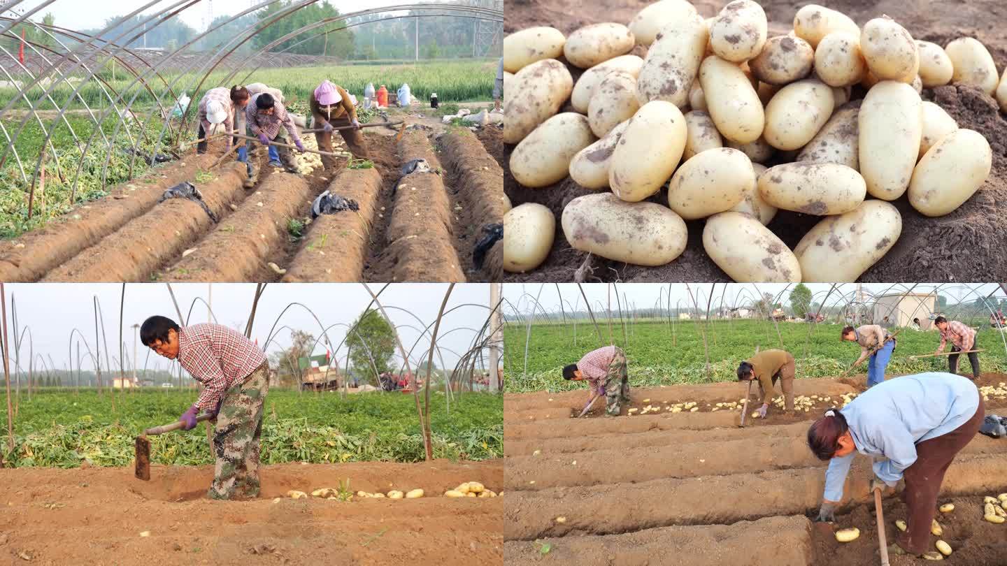 田地里劳动的农村妇女 菜农 新鲜土豆