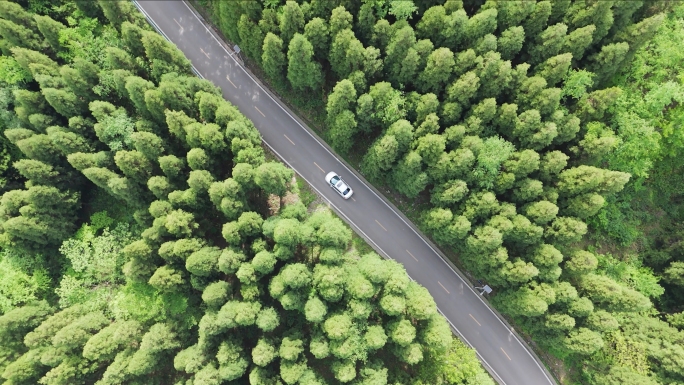 森林公路