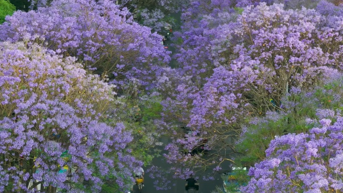 昆明蓝花楹航拍