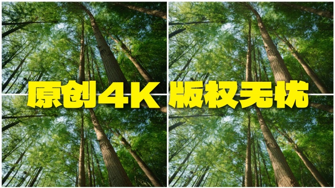 森林小溪阳光自然唯美风景河流绿水青山苔藓