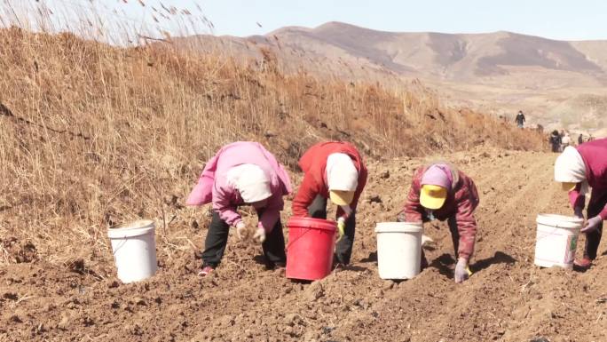 农民在地里种植中药材中药