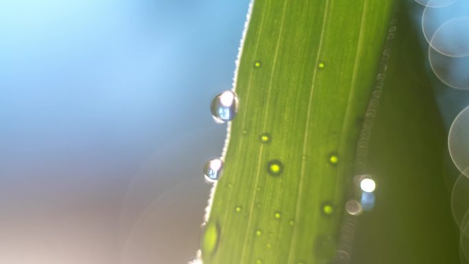 露水蒸发