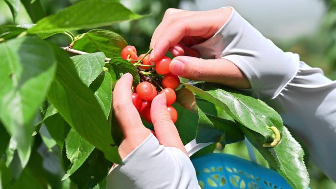 正在果园采摘樱桃的人