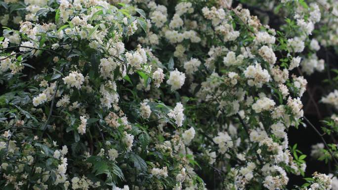 绵绵春雨木香花谷雨苏州平江路春天古建筑