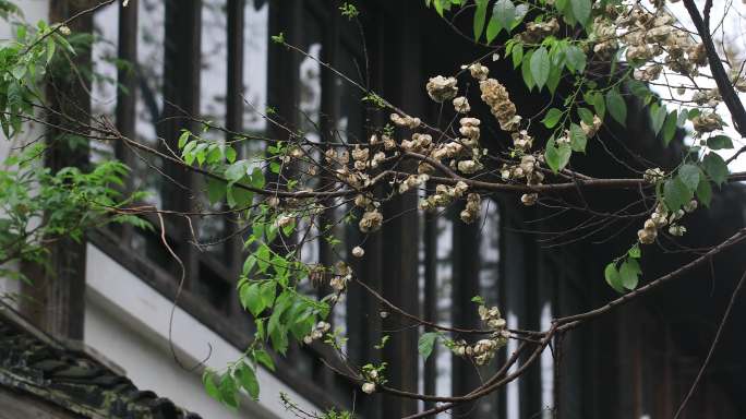 清晨春雨谷雨江南水乡苏州平江路