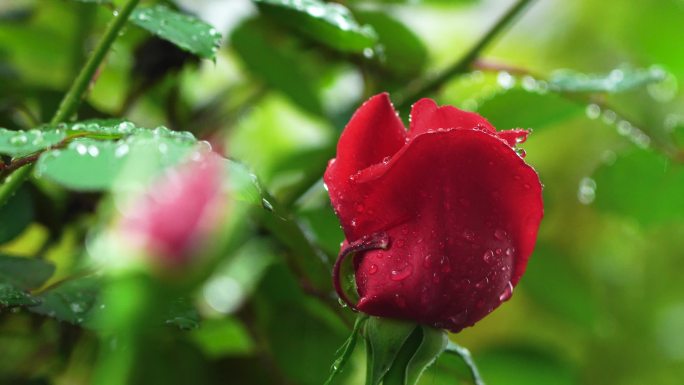 春天雨天红色玫瑰花，花朵的雨滴水滴