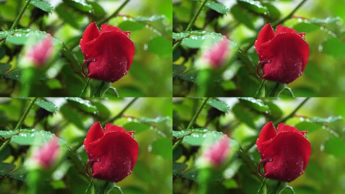 春天雨天红色玫瑰花，花朵的雨滴水滴