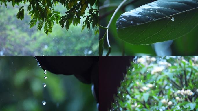 谷雨清明的雨滴