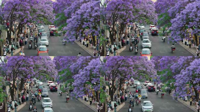 昆明蓝花楹航拍