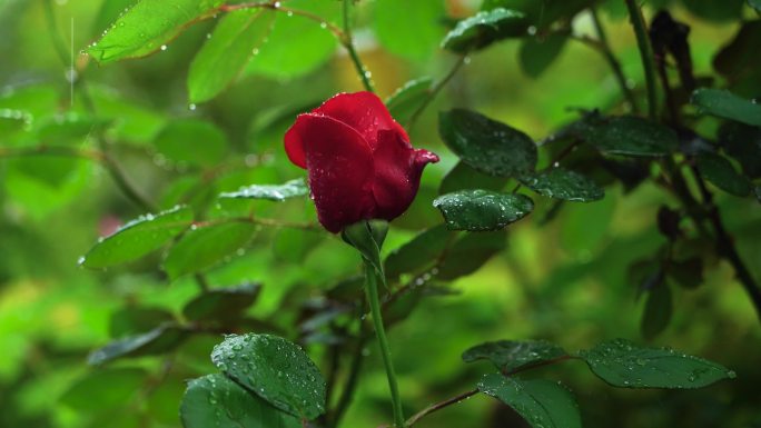 春天雨天红色玫瑰花，花朵的雨滴水滴