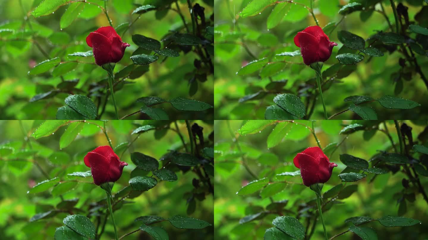 春天雨天红色玫瑰花，花朵的雨滴水滴