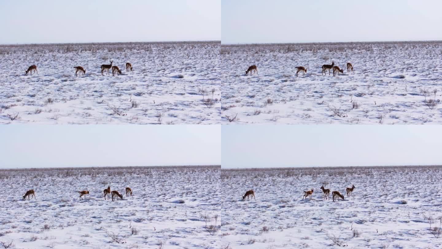 航拍新疆阿勒泰冬季积雪草原上鹅喉羚奔跑