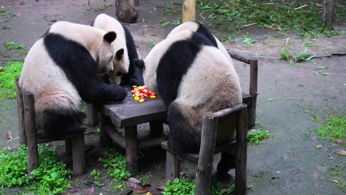 熊猫界的四喜丸子吃席画面