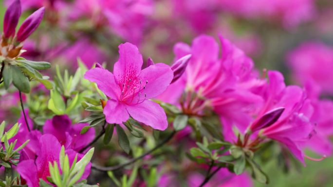 杜鹃花映山红花开遍野 山丹丹花开红艳艳