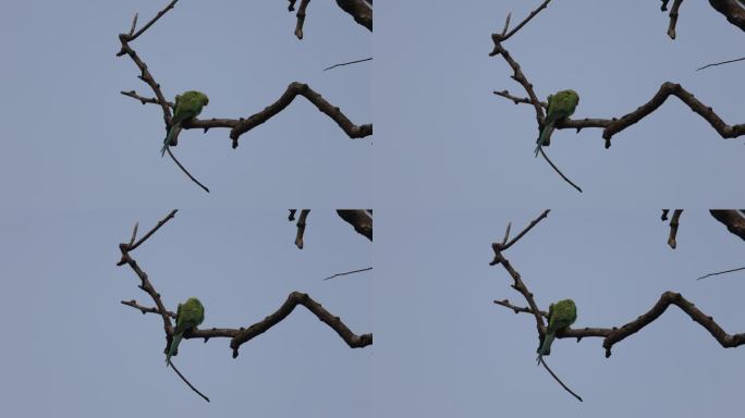 中国野生红领绿鹦鹉在枝头