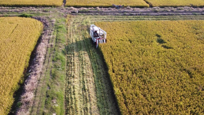 稻田 收割 秋收 摩托车