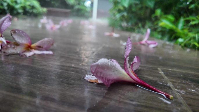 大雨中的残落花朵：特写慢镜头