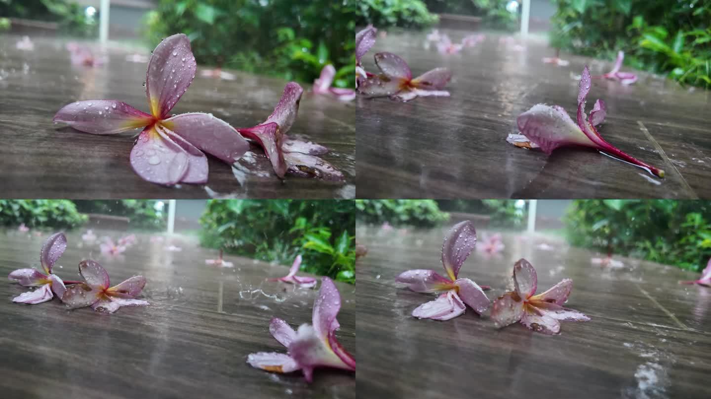 大雨中的残落花朵：特写慢镜头