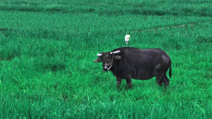 老牛在田野耕作空镜
