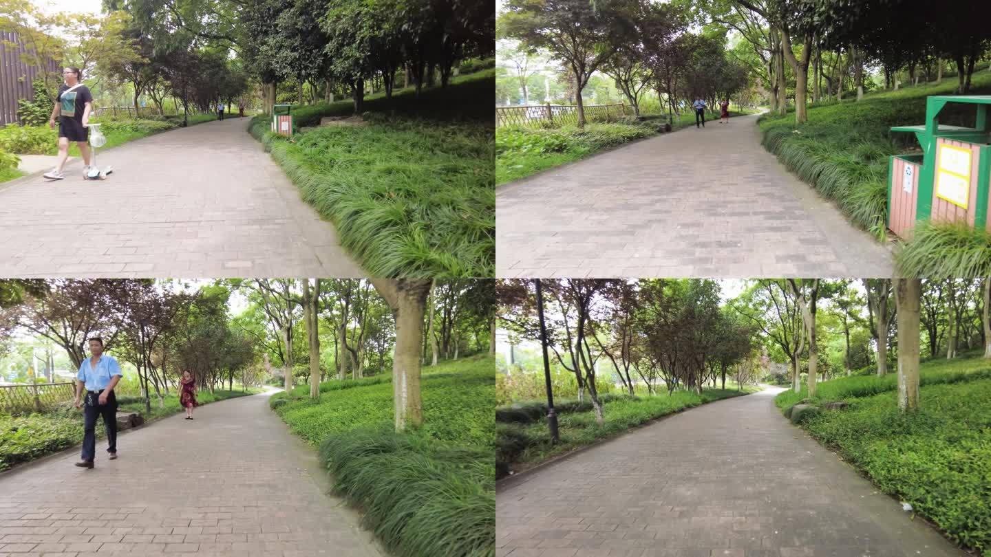 城市公园树林草木小道路